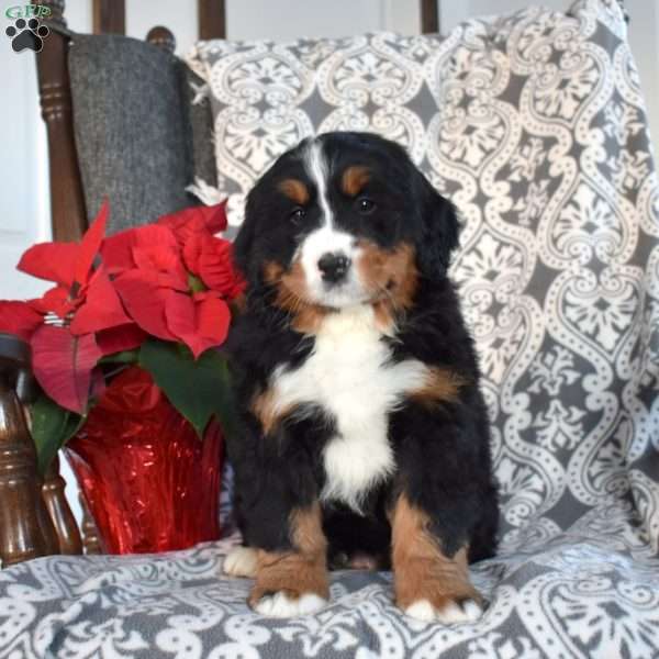 Bubbles, Mini Bernedoodle Puppy