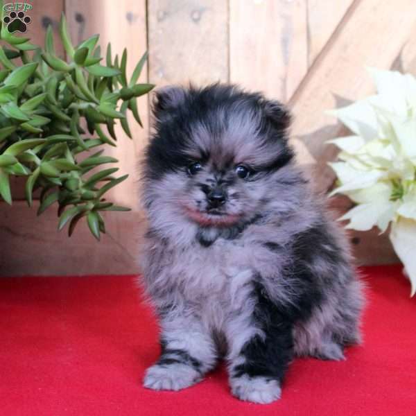 Bubbles, Pomeranian Puppy