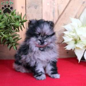 Bubbles, Pomeranian Puppy