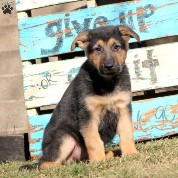 Bubbles, German Shepherd Puppy