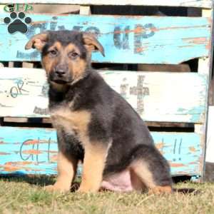 Bubbles, German Shepherd Puppy