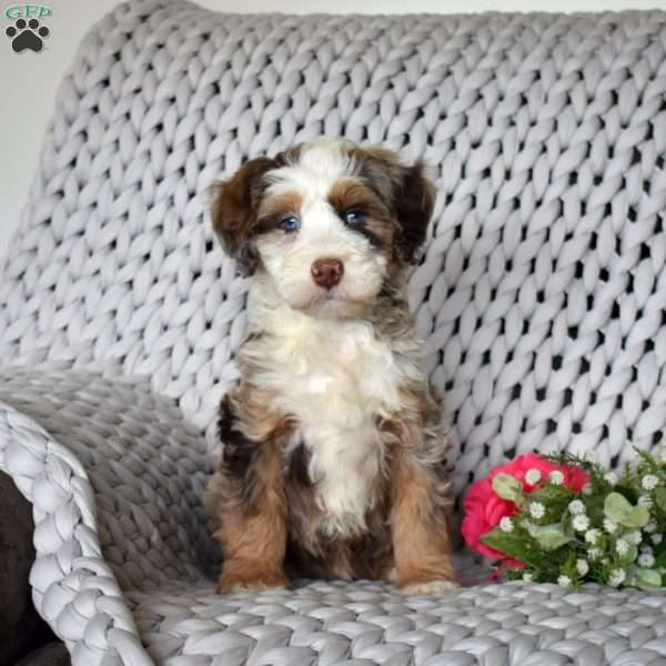 Buck, Mini Bernedoodle Puppy