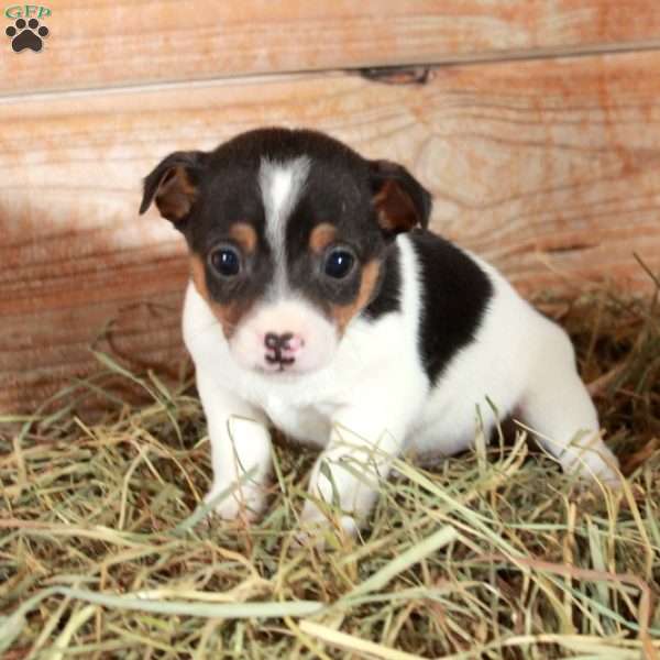Bucky, Jack Russell Terrier Puppy