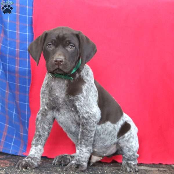 Bud, German Shorthaired Pointer Puppy