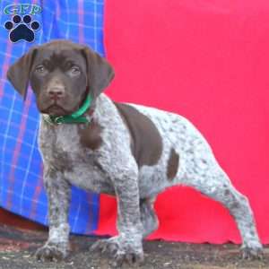 Bud, German Shorthaired Pointer Puppy