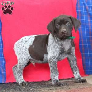 Bud, German Shorthaired Pointer Puppy