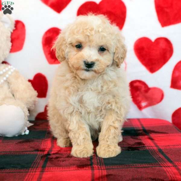 Buddy, Bich-Poo Puppy