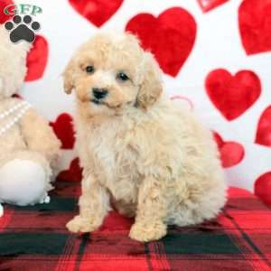 Buddy, Bich-Poo Puppy