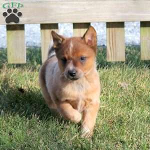 Buddy, Blue Heeler – Australian Cattle Dog Puppy