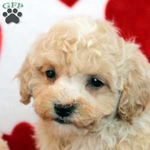 Buddy, Bich-Poo Puppy