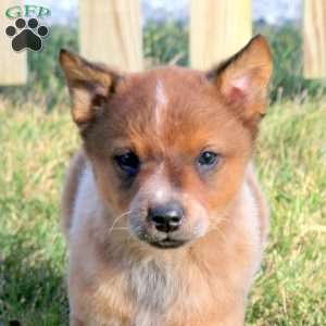 Buddy, Blue Heeler – Australian Cattle Dog Puppy