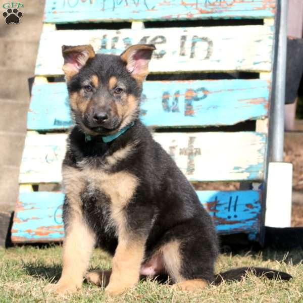Buddy, German Shepherd Puppy