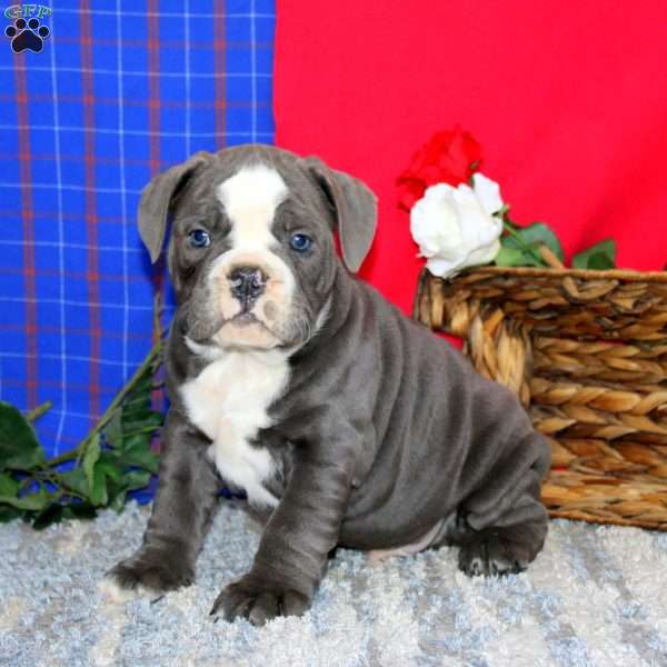 Buddy, Olde English Bulldogge Puppy