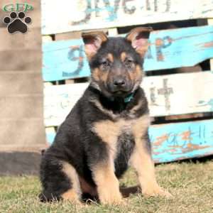 Buddy, German Shepherd Puppy