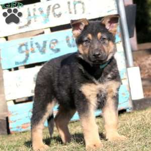 Buddy, German Shepherd Puppy