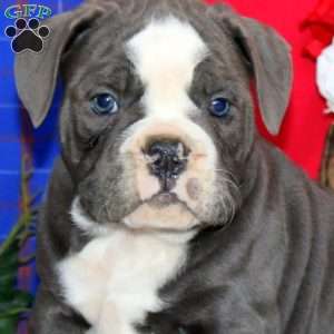 Buddy, Olde English Bulldogge Puppy