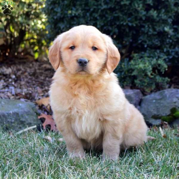 Buster, Golden Retriever Puppy