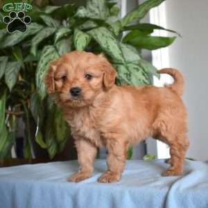 Buster, Mini Goldendoodle Puppy