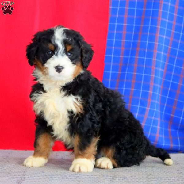 Buster, Bernedoodle Puppy