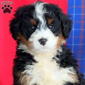 Buster, Bernedoodle Puppy