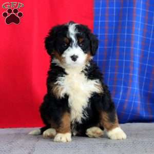 Buster, Bernedoodle Puppy