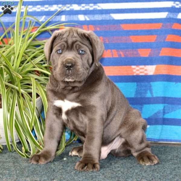 Butch, Cane Corso Puppy