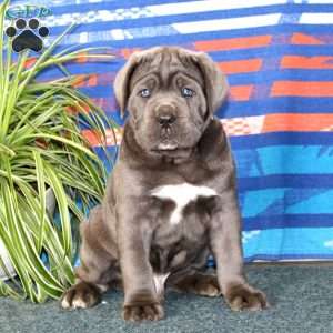 Butch, Cane Corso Puppy