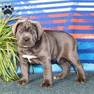Butch, Cane Corso Puppy