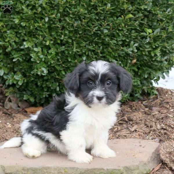Button, Havanese Puppy