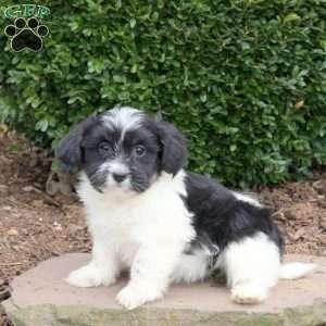 Button, Havanese Puppy