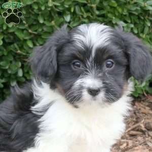 Button, Havanese Puppy