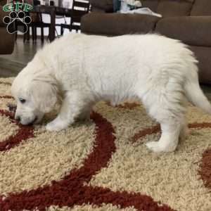 Coconut, English Cream Golden Retriever Puppy