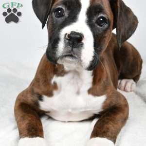 Jazzy, Boxer Puppy