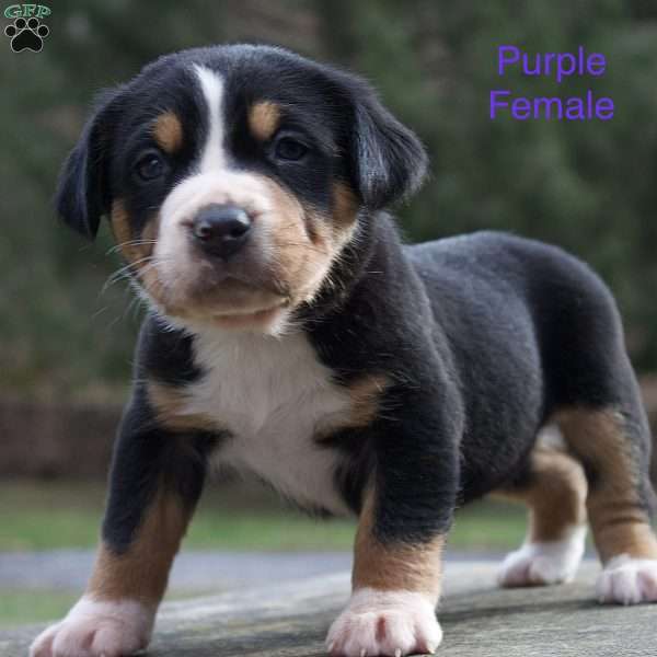 Cleo, Greater Swiss Mountain Dog Puppy