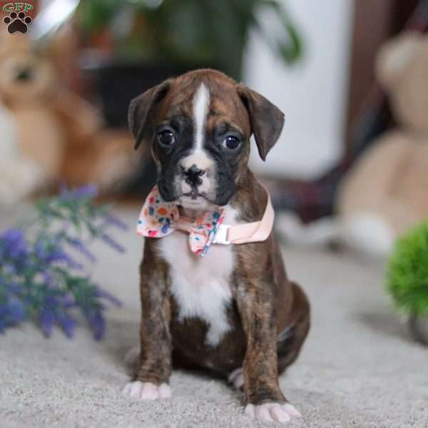 Cadance, Boxer Puppy