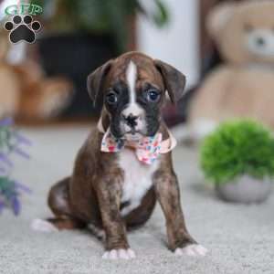 Cadance, Boxer Puppy