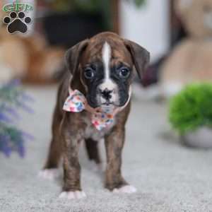 Cadance, Boxer Puppy