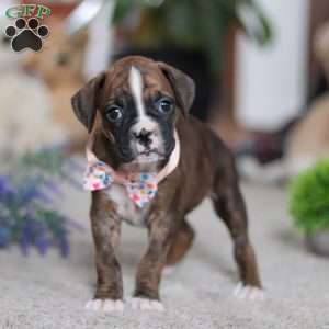 Cadance, Boxer Puppy