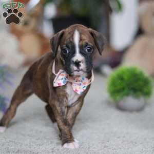 Cadance, Boxer Puppy