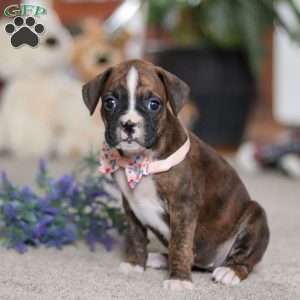 Cadance, Boxer Puppy
