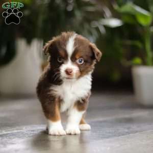 Cadbury, Miniature Australian Shepherd Puppy
