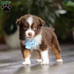 Cadbury, Miniature Australian Shepherd Puppy