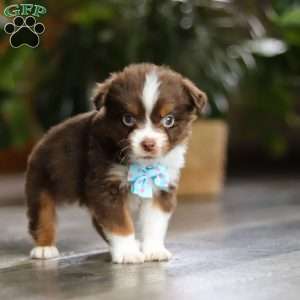 Cadbury, Miniature Australian Shepherd Puppy