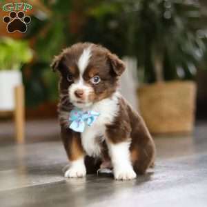Cadbury, Miniature Australian Shepherd Puppy