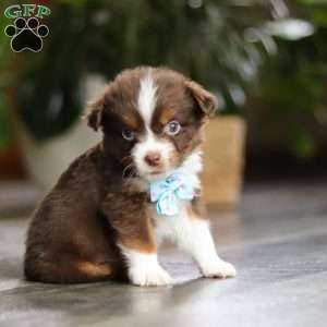 Cadbury, Miniature Australian Shepherd Puppy