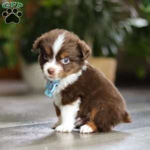 Cadbury, Miniature Australian Shepherd Puppy