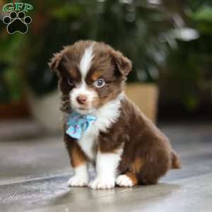 Cadbury, Miniature Australian Shepherd Puppy