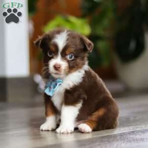 Cadbury, Miniature Australian Shepherd Puppy