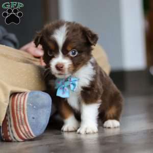 Cadbury, Miniature Australian Shepherd Puppy