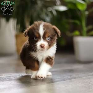 Cadbury, Miniature Australian Shepherd Puppy